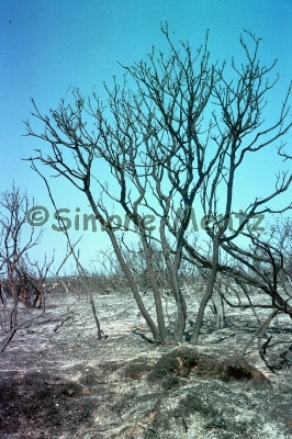 Images/Kroatien - Medulin Waldbrand 1.jpg